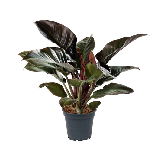 Philodendron Imperial Red - Ø17cm - ↕50cm