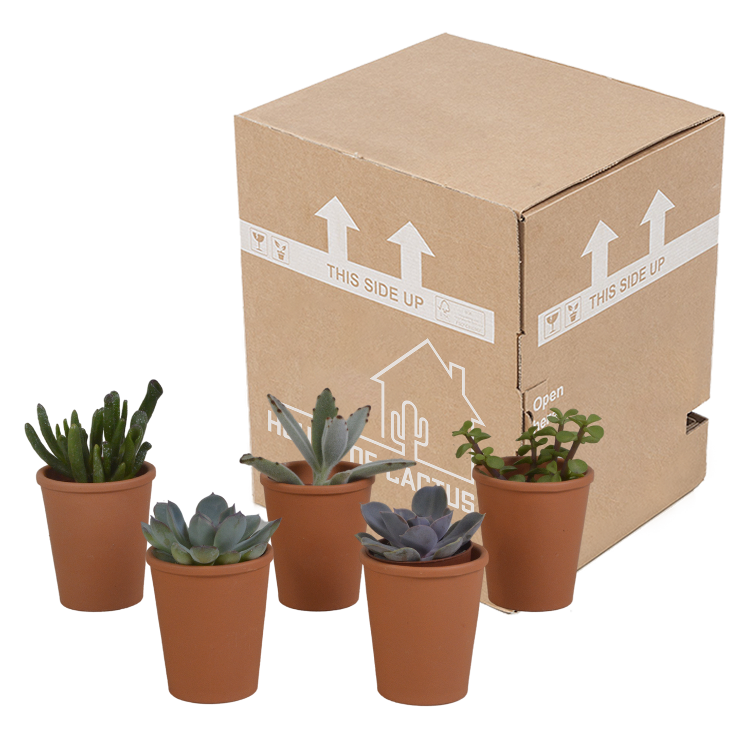 Vetplanten-Mischung 5,5 cm - 5x - in terracotta pot