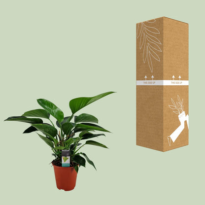 Philodendron Congo Apple - Ø19cm - ↕65cm