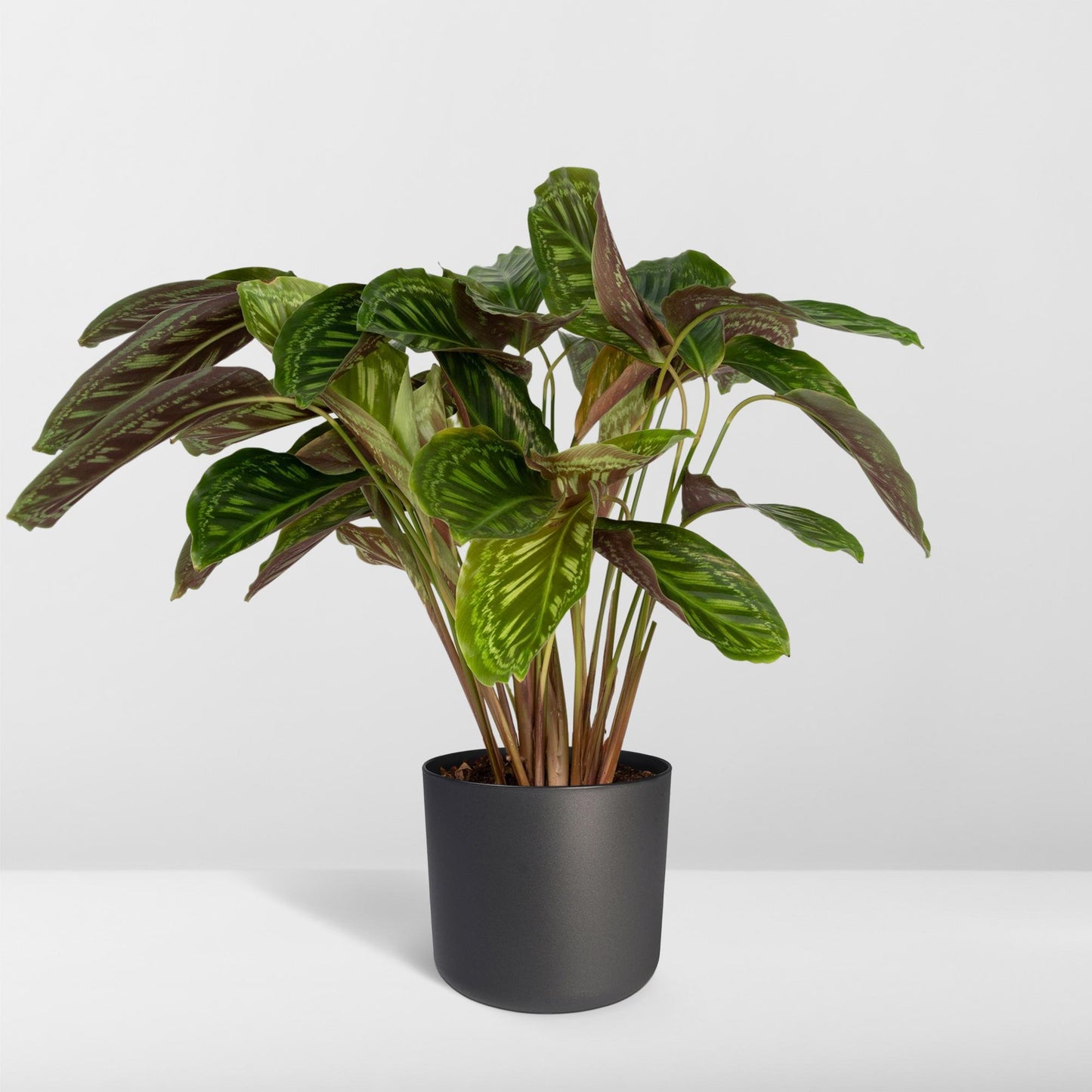 Calathea Flamestar - Pfauenpflanze - Ø19cm - ↕75cm