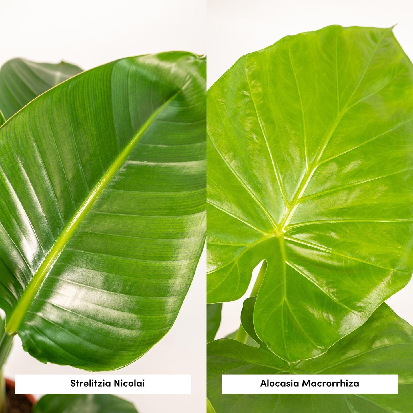Strelitzia Nicolai - Ø19cm - ↕85cm + Alocasia Macrorrhiza - Ø19cm - ↕70cm + Korb Igmar