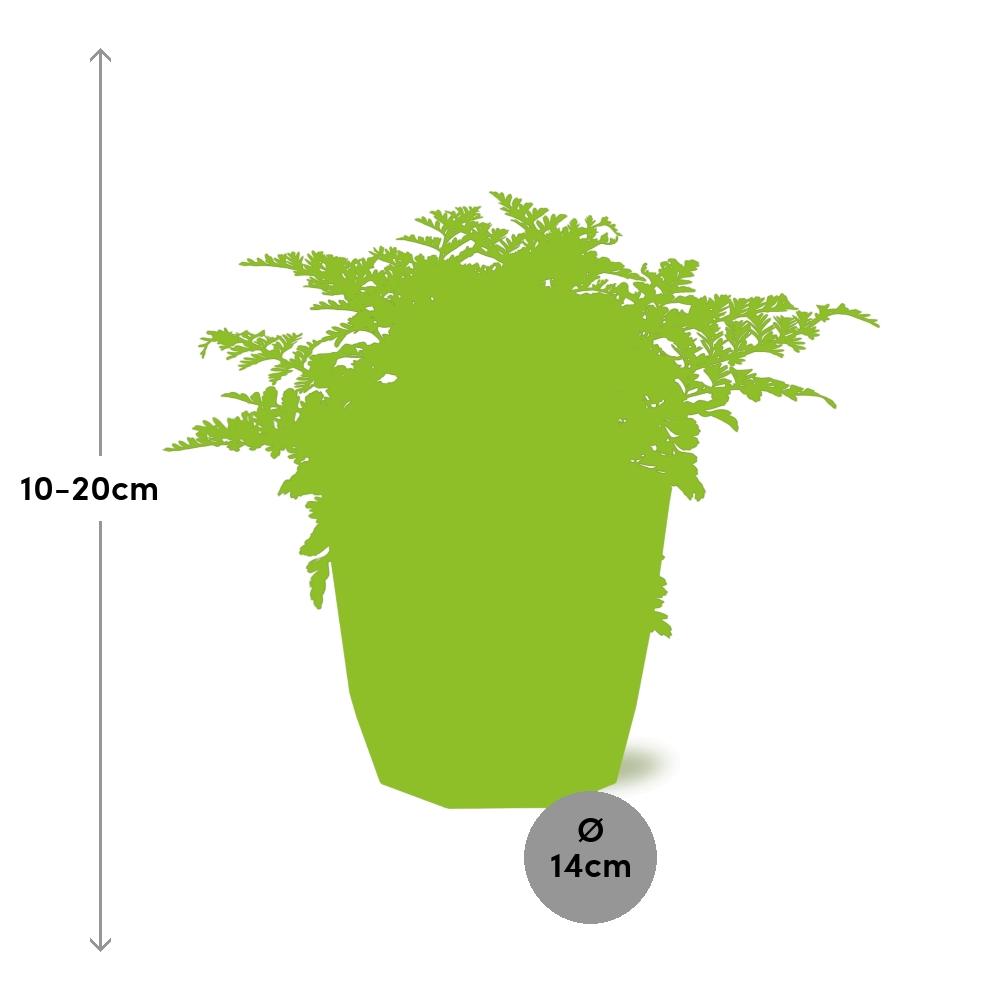 Asplenium Parvati in ELHO b.for rock 14 cm warm grey