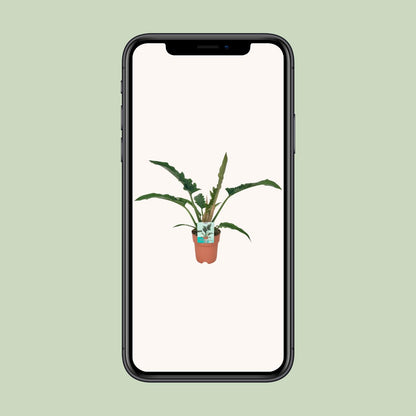 Philodendron Narrow - Ø19cm - ↕90cm