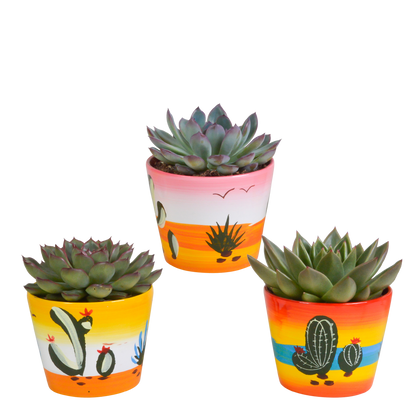 Echeverien Mix 8,5 cm – 3er Set im handbemalten Mexiko-Topf