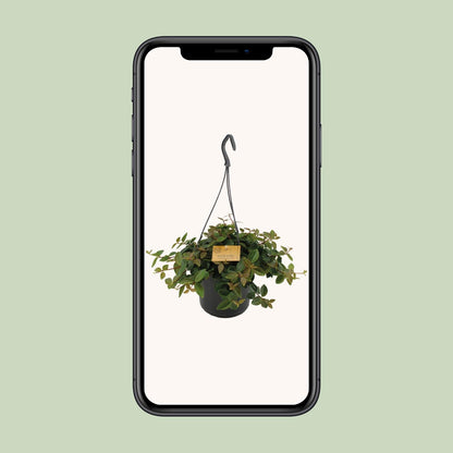 Peperomia Ang.Rocca Scuro - Ø15cm - ↕25cm