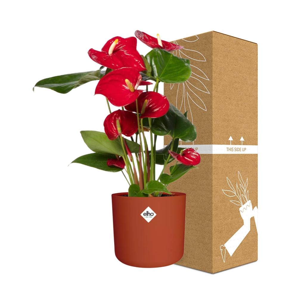 Anthurium Red 12cm in ELHO b.for soft rond 14cm brique