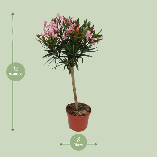 Nerium Oleander - Ø18cm - ↕80cm