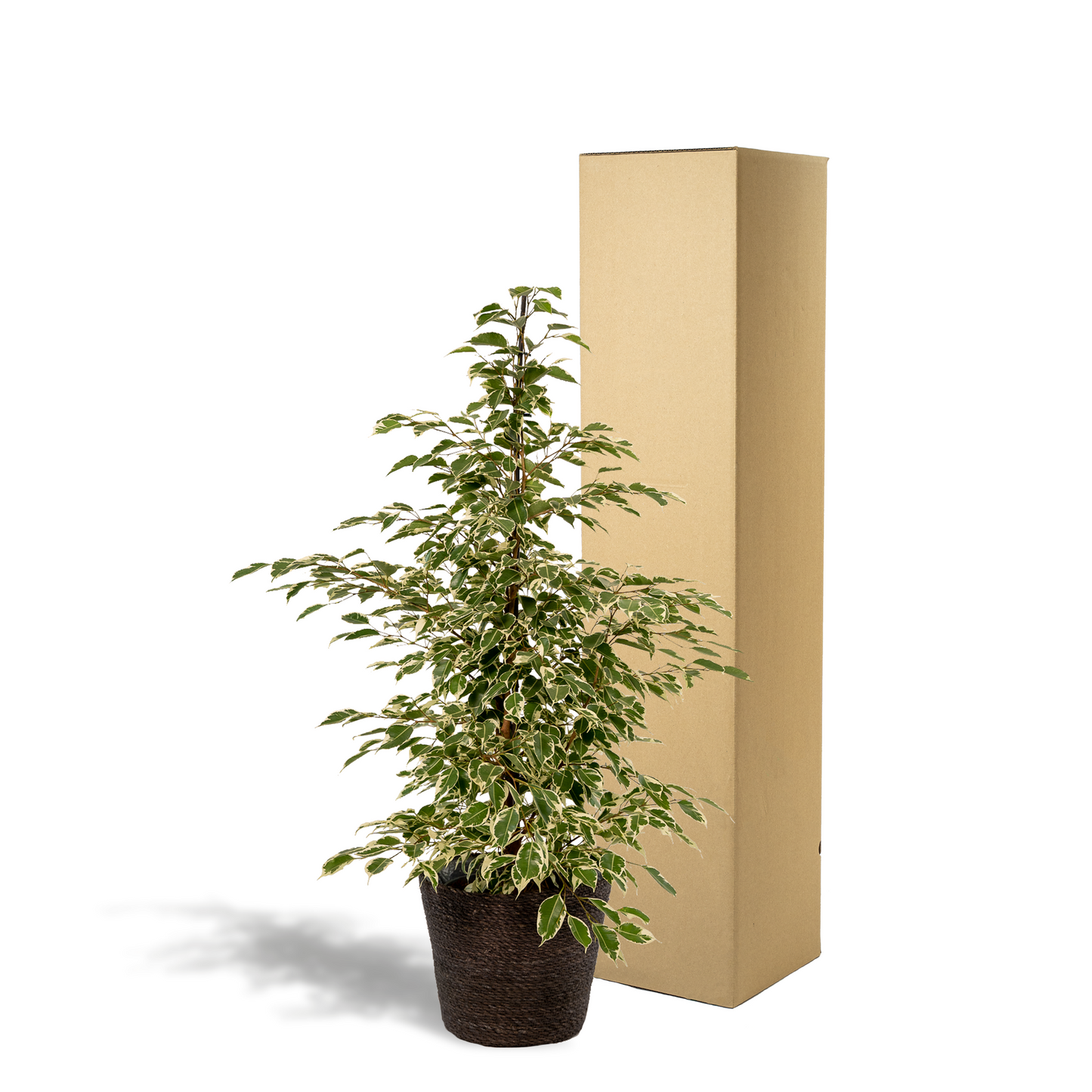Ficus benjamina Twilight - Ø21cm - ↕95cm + Korb Igmar