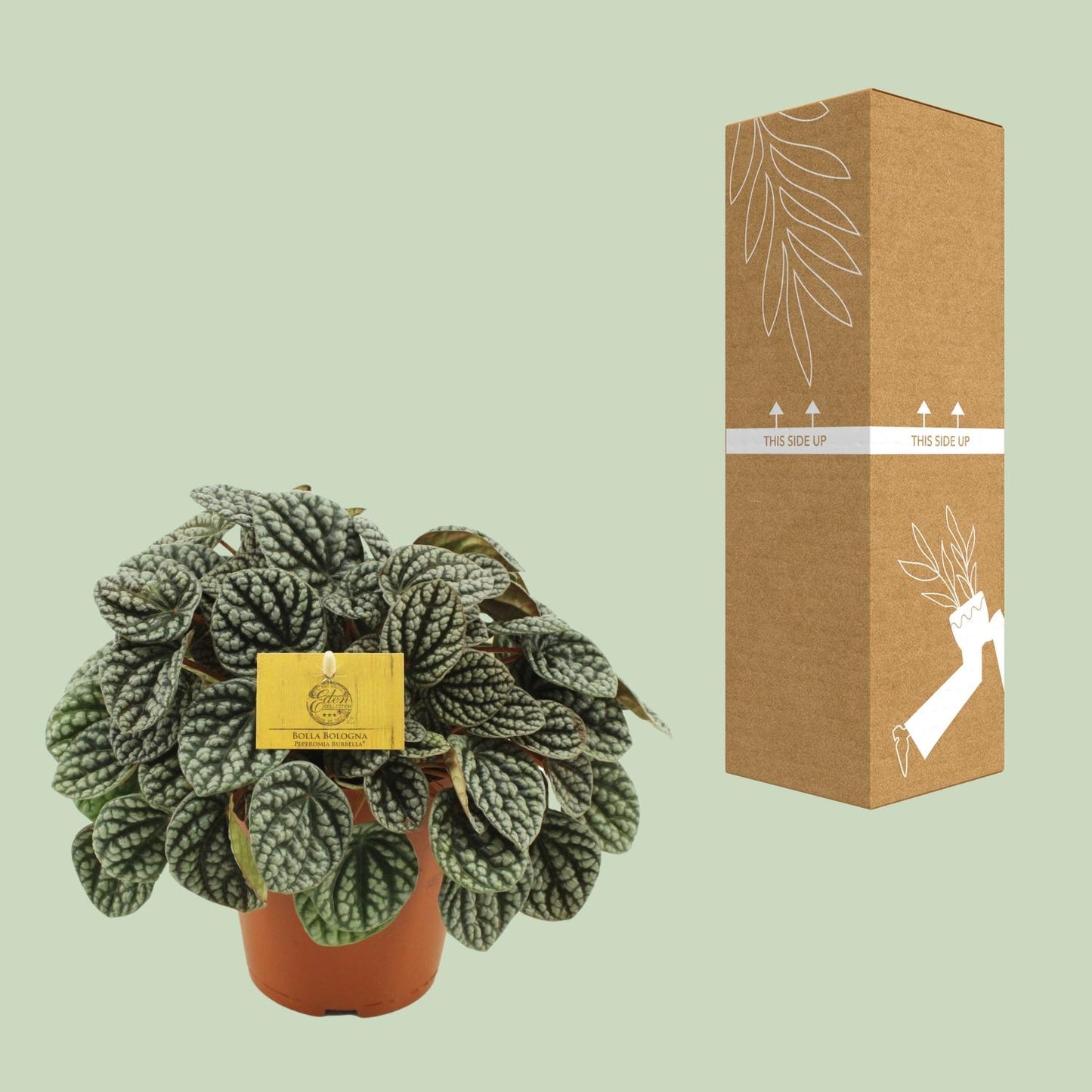 Peperomia Burbella - Ø15cm - ↕25cm