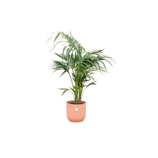 Kentia Palme 130 cm im rosa Elho Design-Topf