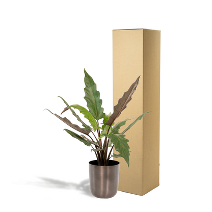Alocasia Lauterbachiana - Ø19cm - ↕80cm + Topf Mayk Lead