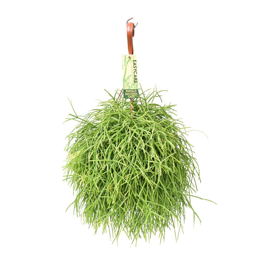 Rhipsalis Baccifera Oasis - Ø17 ↕35