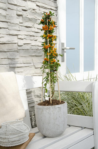 3x - Pyracantha 'Orange Glow' - ↨65cm - Ø15