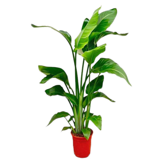 Weiße Paradiesvogelblume – Tropische Zimmerpflanze 70-90 cm