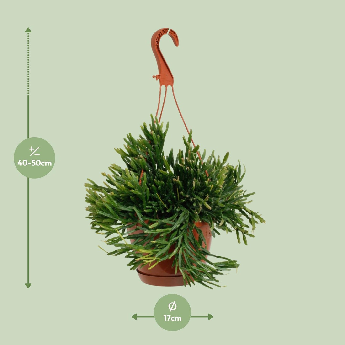 Rhipsalis Ewaldiana - Ø17cm - ↕45cm