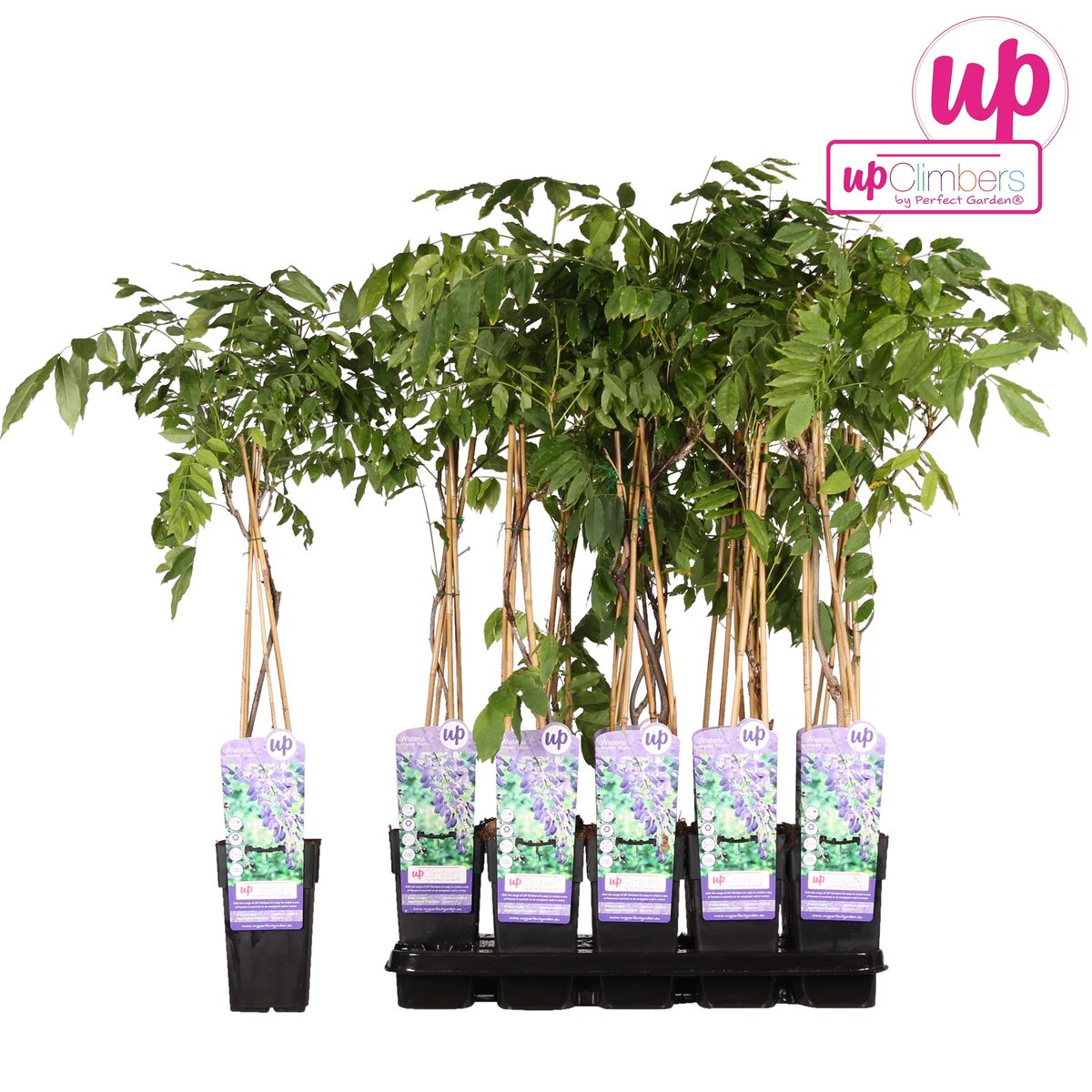 Wisteria sinensis 'Prolific' - Glyzinie - Ø15cm - ↕65cm