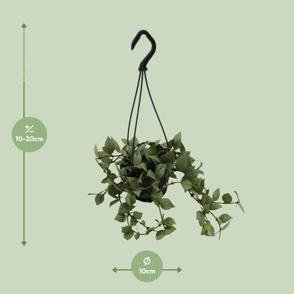 Hoya Krohniana Eskimo Super Silver - Ø11cm - ↕15cm