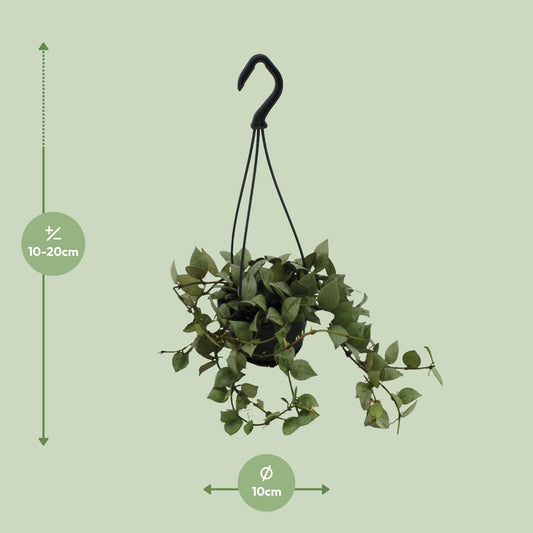 Hoya Krohniana Eskimo Super Silver - Ø11cm - ↕15cm