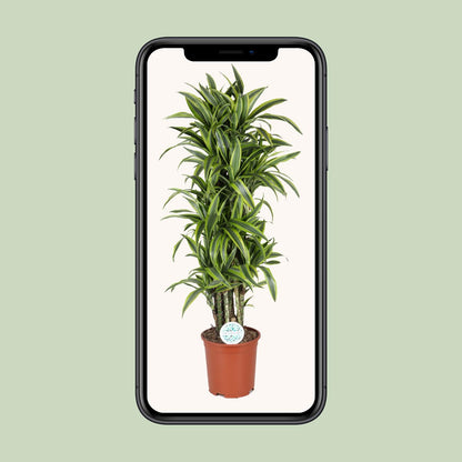 Dracaena Deremensis Lemon Lime - Ø27cm - ↕120cm