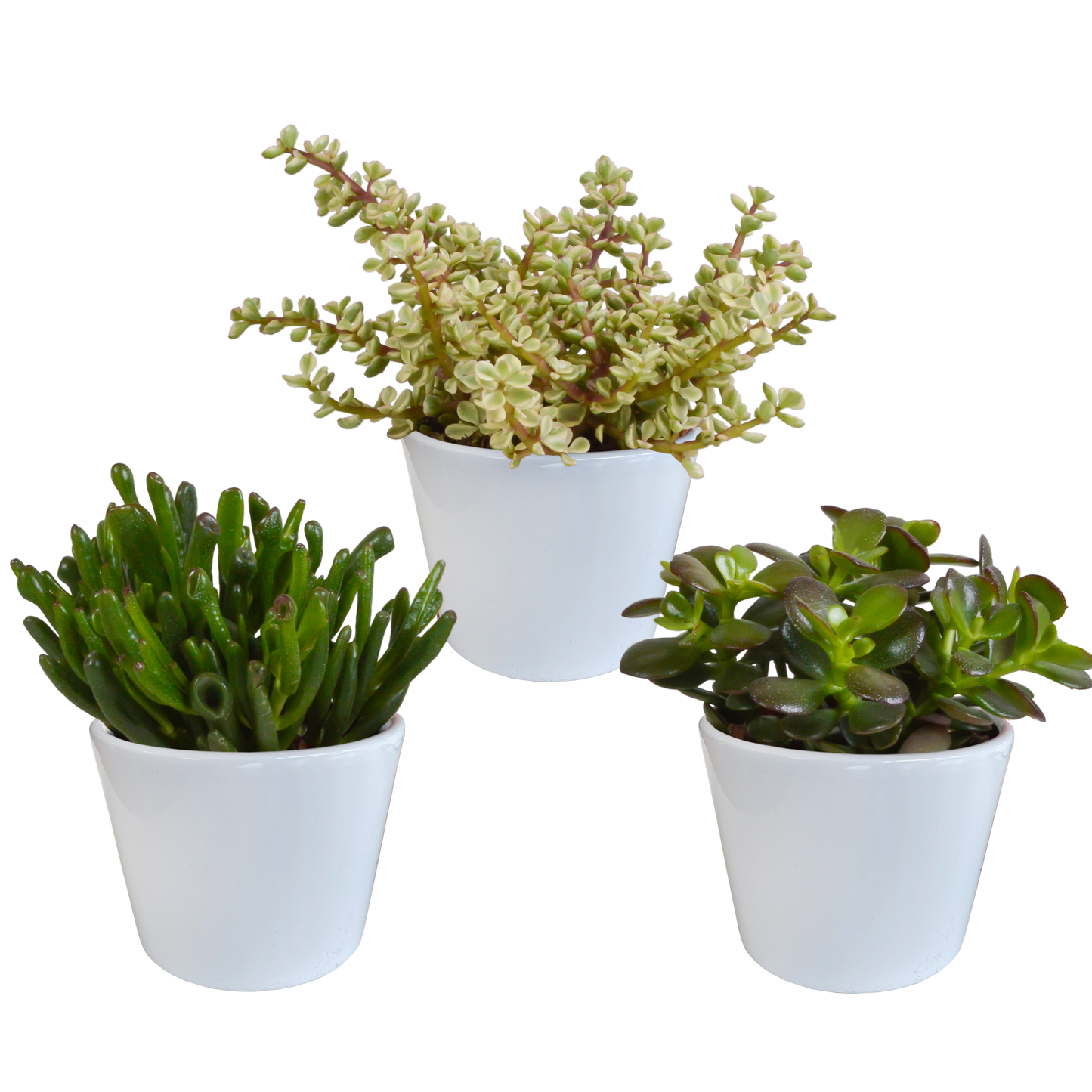 Geldbaum 3er Set im 10,5 cm Topf – Pflegeleicht & Dekorativ