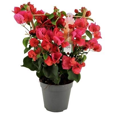 Bougainvillea Rood 12 Cm Rek - Ø12cm - ↕40cm