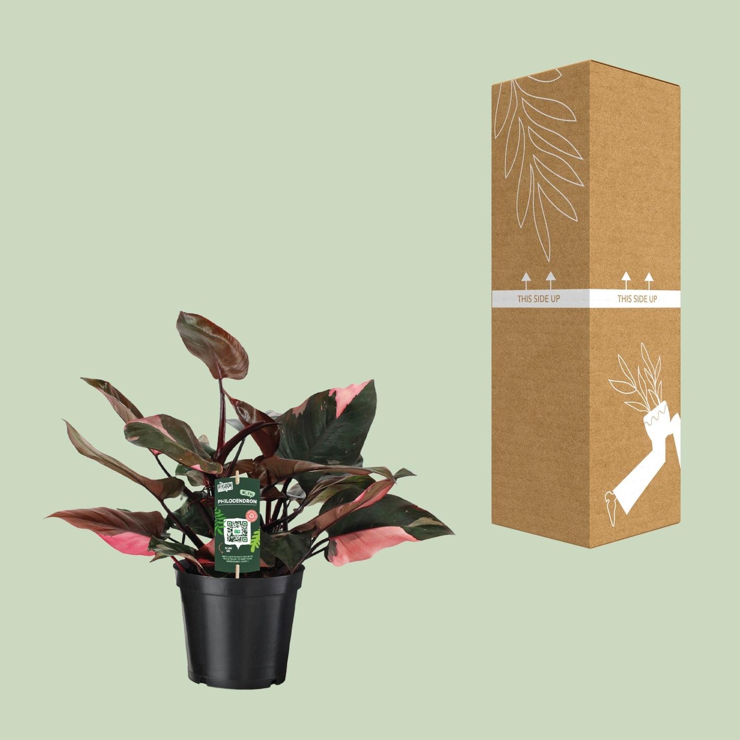 Philodendron Pink Princess - Ø19cm - ↕50cm