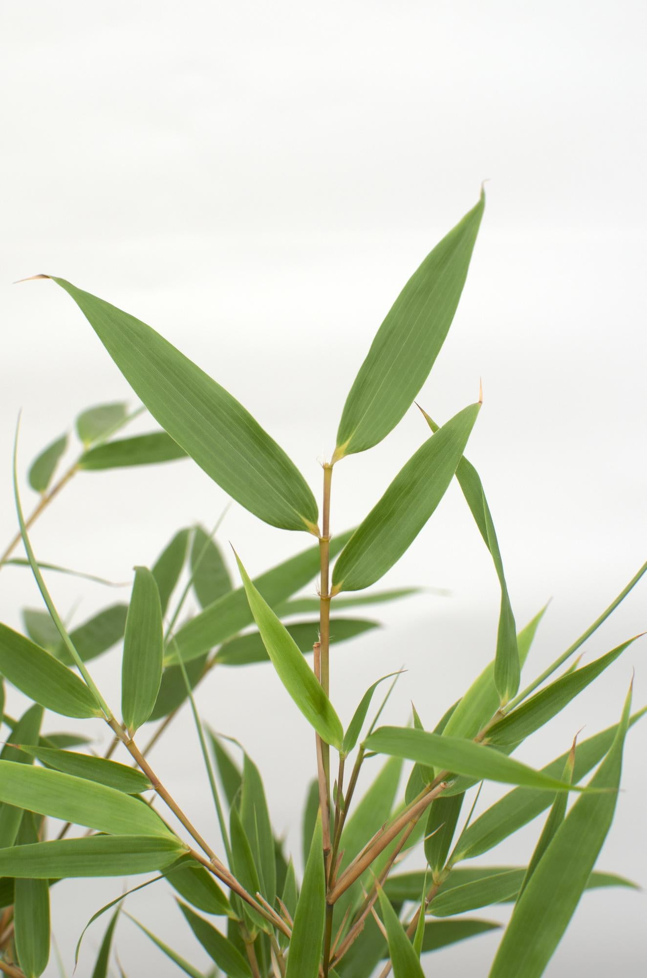 Fargesia rufa - Ø29cm - ↕80cm - Ø23 - ↨80cm