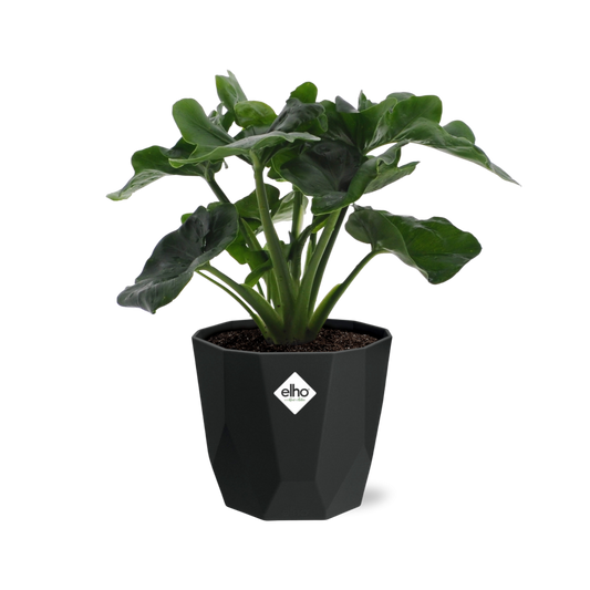 Philodendron Atom in 14cm b.for rock living black