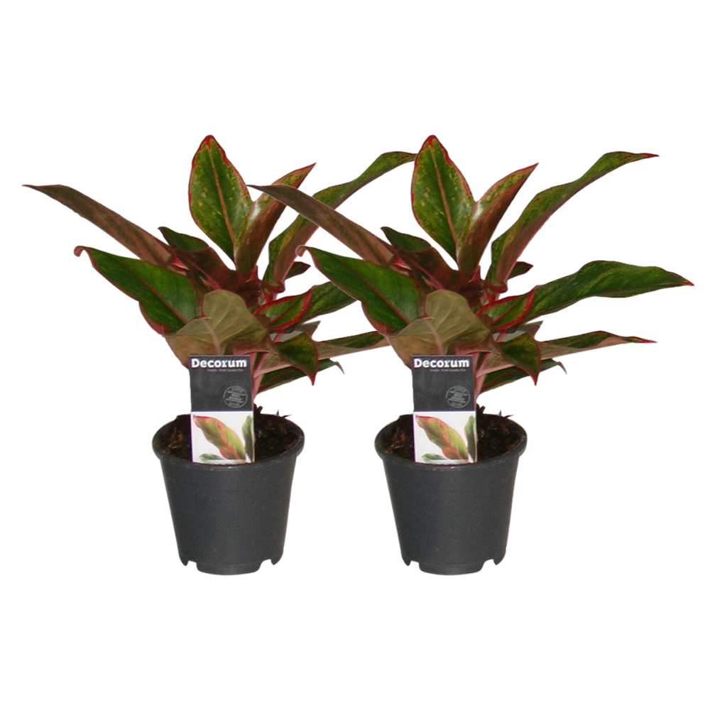 Aglaonema Crete - 2 Stücke - ø12 - ↕30cm