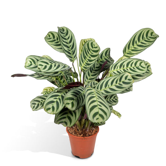 Ctenanthe Amabilis - Ø14cm - ↕25cm