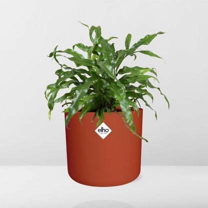 Microsorum Diversifolium in ELHO b.for soft rond 14cm brique