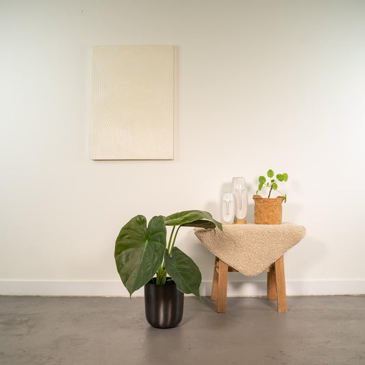 Alocasia Wentii - Ø19cm - ↕65cm + Topf Mayk Lead