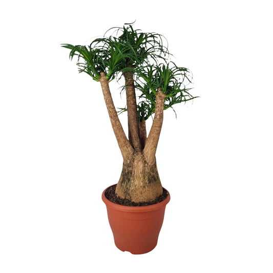 Beaucarnea Nolina - Ø29cm - ↕90cm