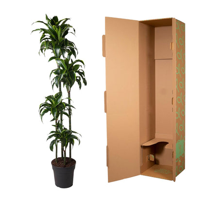 Drachenbaum Dorado 170 cm – Exotische Zimmerpflanze