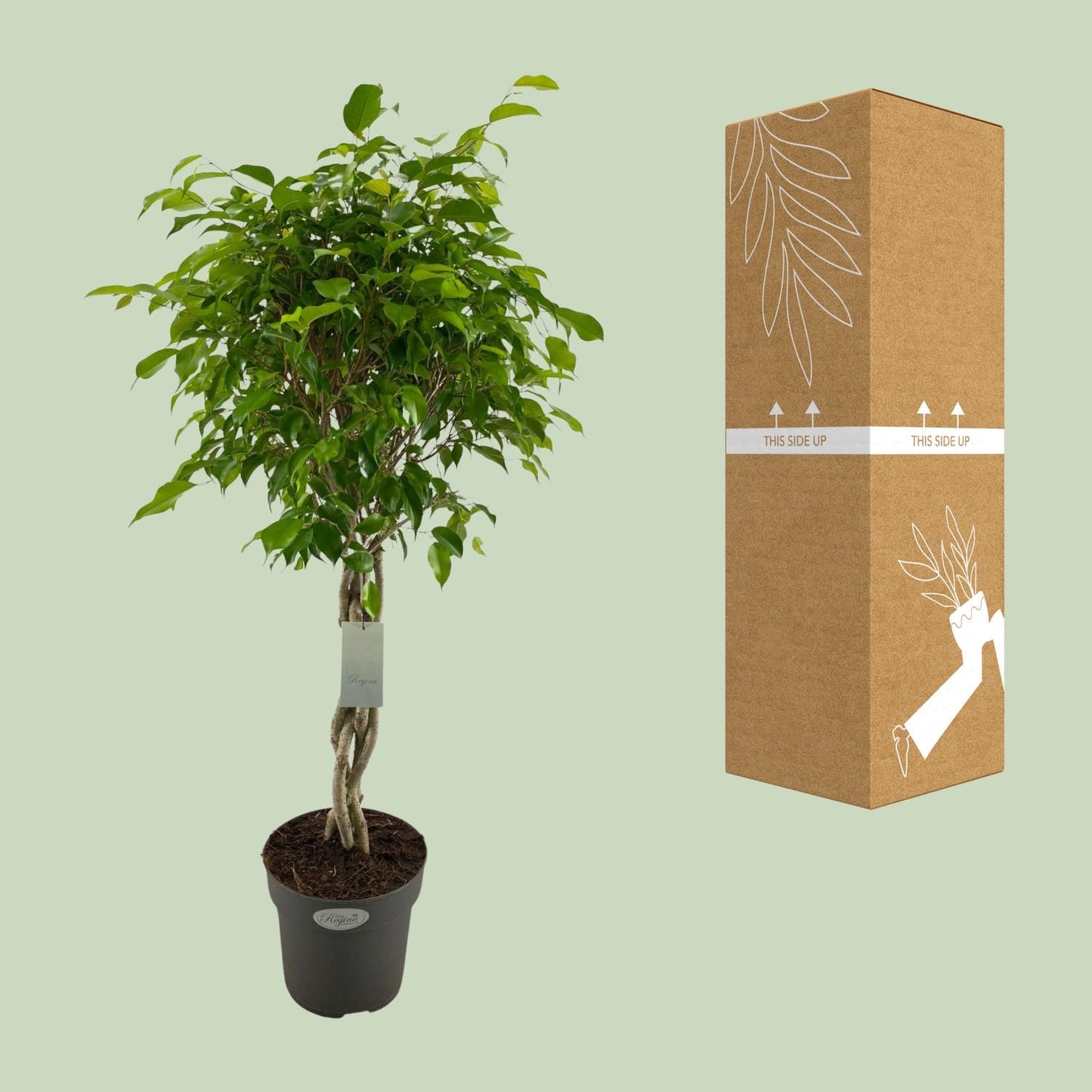 Ficus Benjamina Exotica Geflechtstamm - Ø24cm - ↕100cm