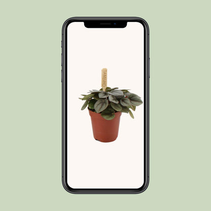 Peperomia Milano - Ø6cm - ↕10cm