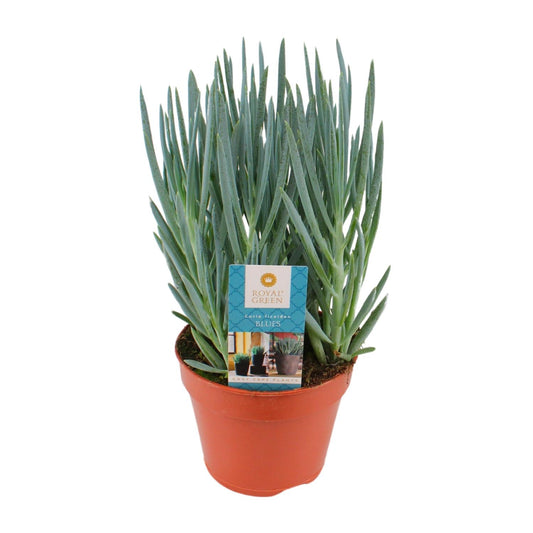 Curio Blues - Ø15cm - ↕30cm