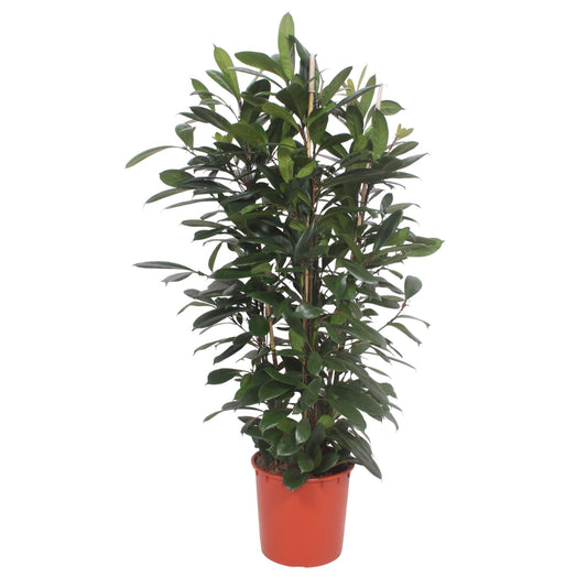 Afrikanischer Feigenbaum – Exotische Zimmerpflanze 180 cm