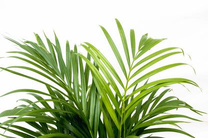 Goldfruchtpalme 150 cm – Tropische Eleganz für Zuhause