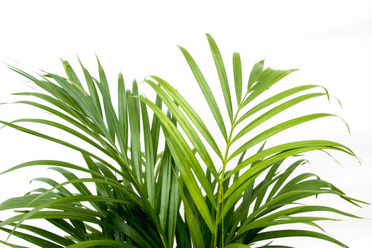 Goldfruchtpalme 150 cm – Tropische Eleganz für Zuhause