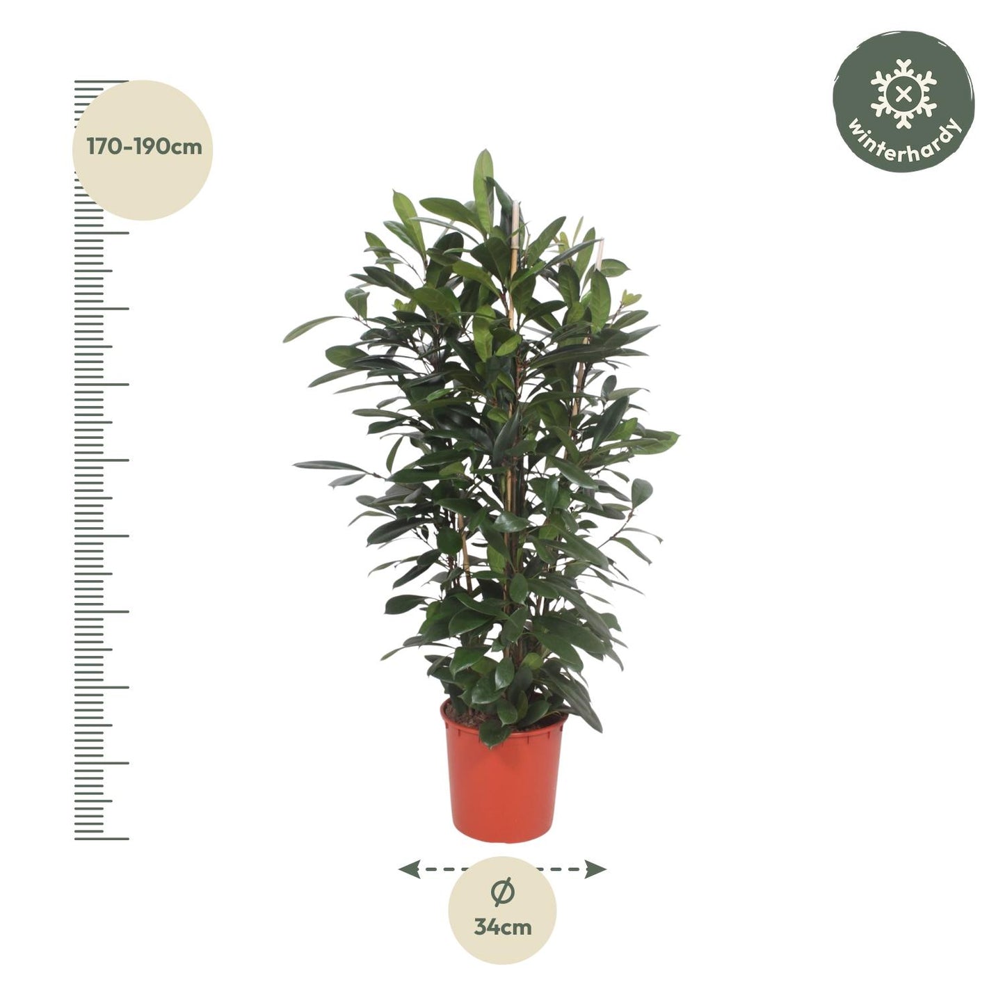 Afrikanischer Feigenbaum – Exotische Zimmerpflanze 180 cm