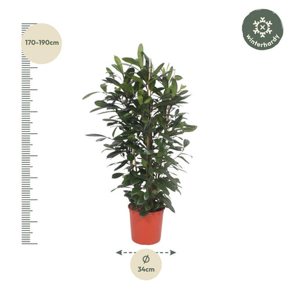 Afrikanischer Feigenbaum – Exotische Zimmerpflanze 180 cm