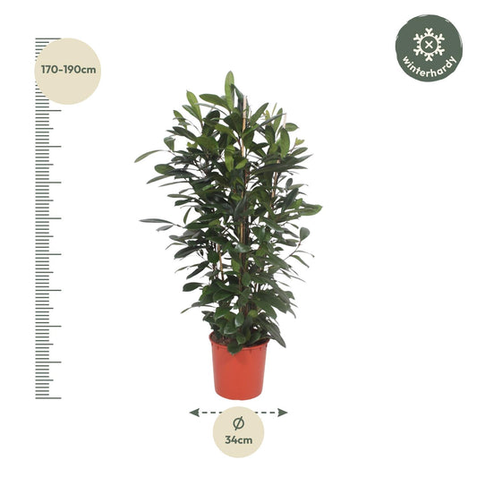 Afrikanischer Feigenbaum – Exotische Zimmerpflanze 180 cm