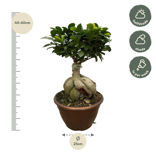 Ficus Ginseng Bonsai 50 cm – Stilvolle Zimmerpflanze