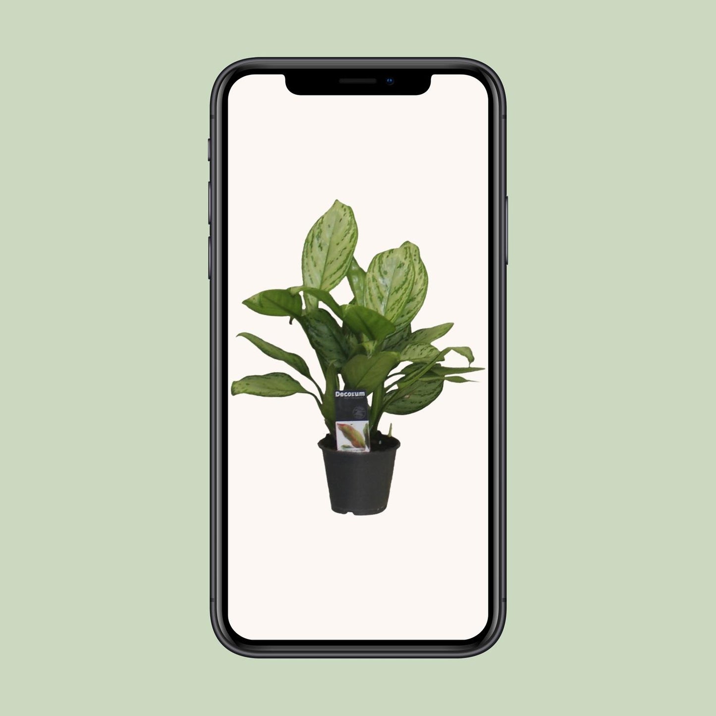 Aglaonema Christina - Ø12cm - ↕30cm