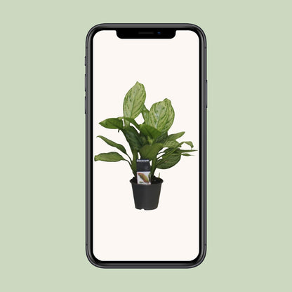 Aglaonema Christina - Ø12cm - ↕30cm