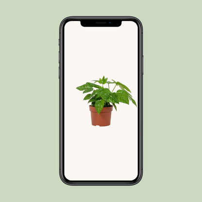 Fatsia Japonica 12cm - Ø12cm - ↕22cm