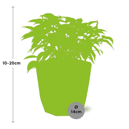 Ficus Benjamina Kinky in 14cm b.for rock living black