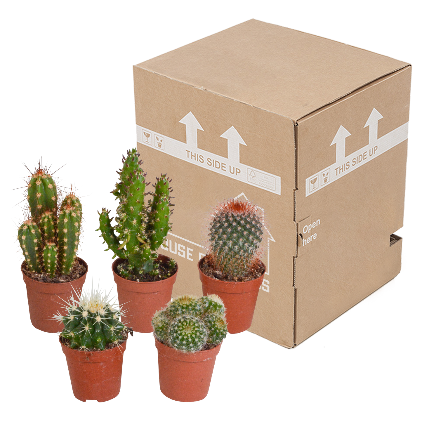 Kakteen-Mischung 5er Set im 5,5 cm Topf – Pflegeleicht & Dekorativ