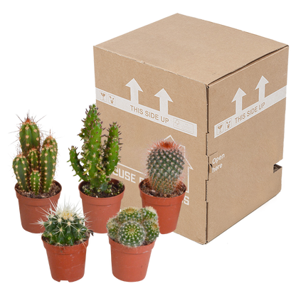 Kakteen-Mischung 5er Set im 5,5 cm Topf – Pflegeleicht & Dekorativ